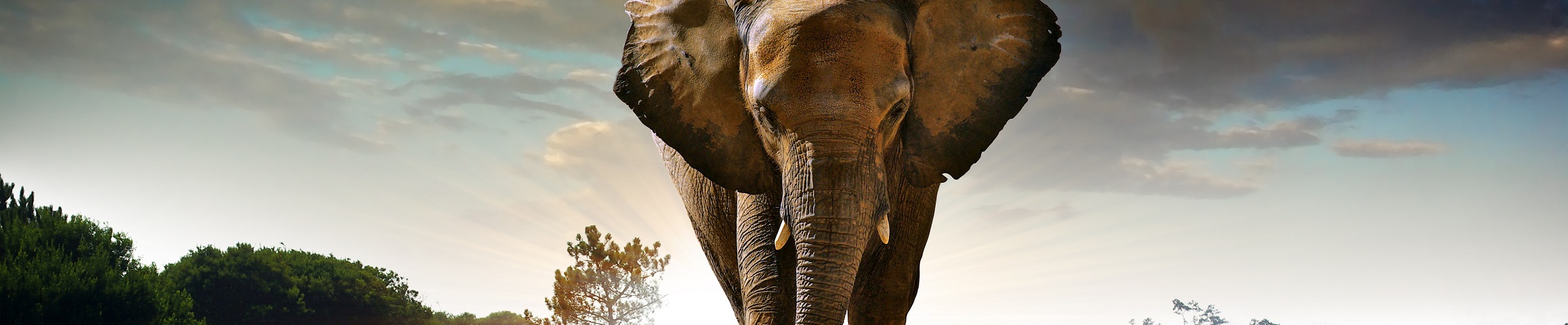 WERKZEUGE VON STAHLHÄRTER - gemacht für den täglichen Einsatz
